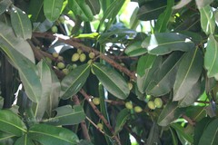 Ochrocarpos longifolius